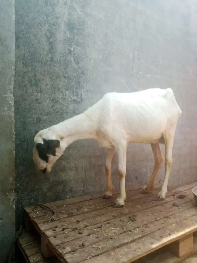mundri sheep for sale — photo 3