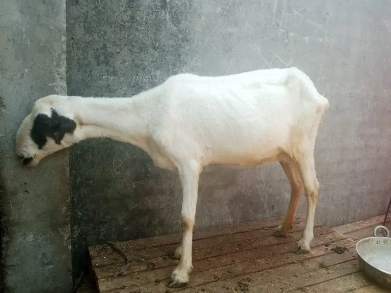 mundri sheep for sale — photo 4
