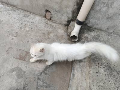 persian which cat health and active for sale very friendly