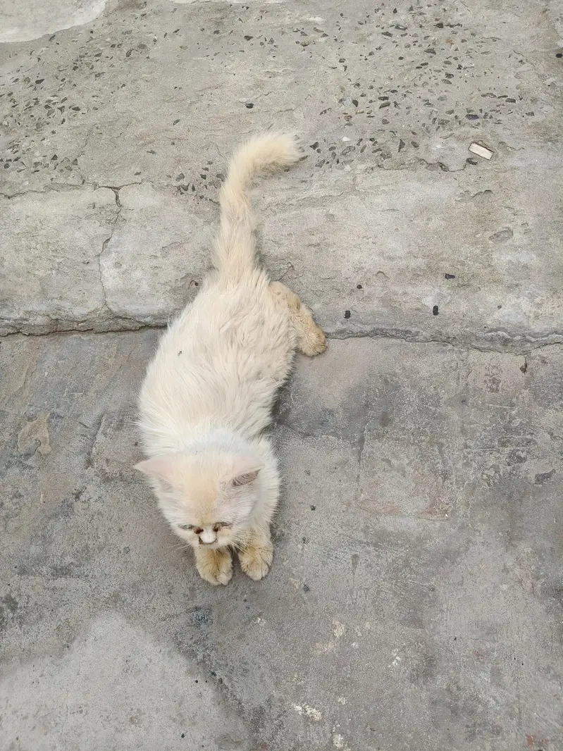 persian which cat health and active for sale very friendly — photo 2