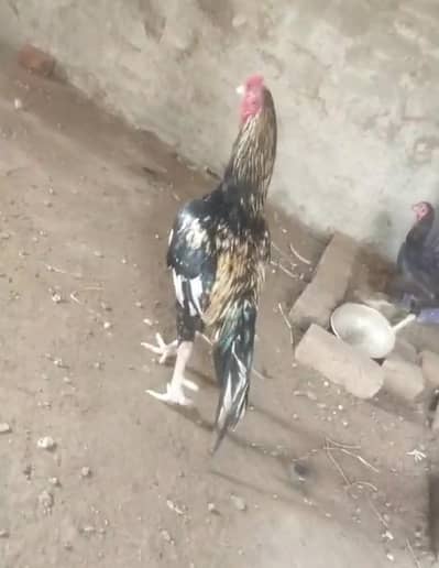 Aseel Setup for sale tamaam birds exceptional hn (03296520637)