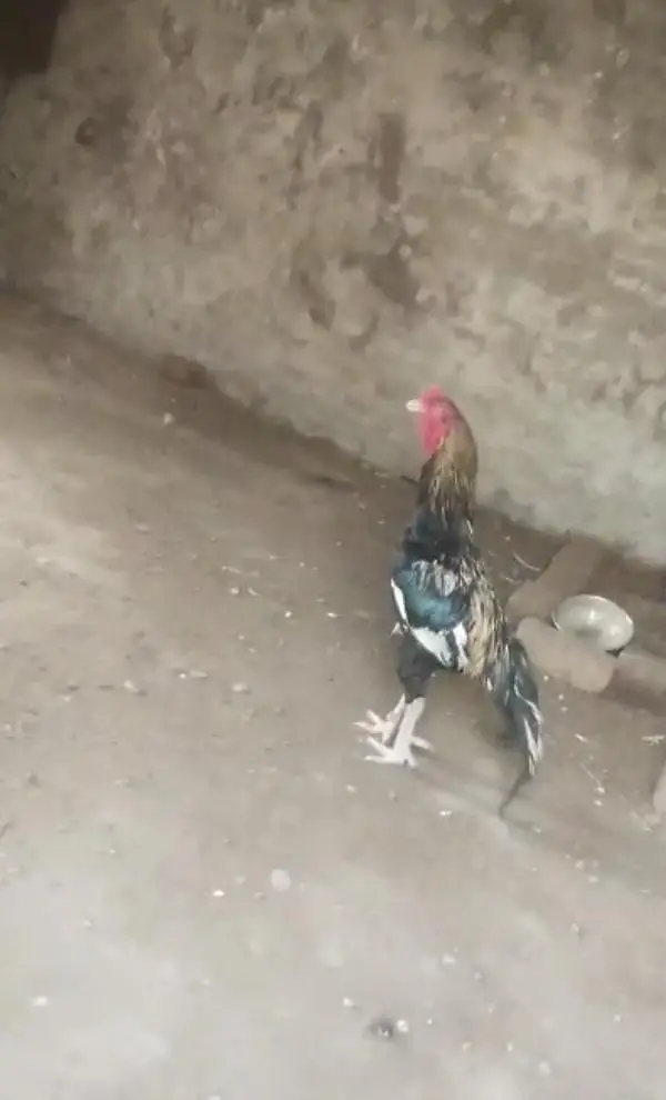 Aseel Setup for sale tamaam birds exceptional hn (03296520637) — photo 2