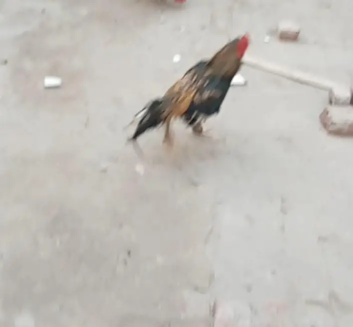 Aseel Setup for sale tamaam birds exceptional hn (03296520637) — photo 3
