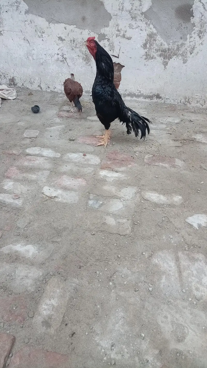 Aseel Setup for sale tamaam birds exceptional hn (03296520637) — photo 6