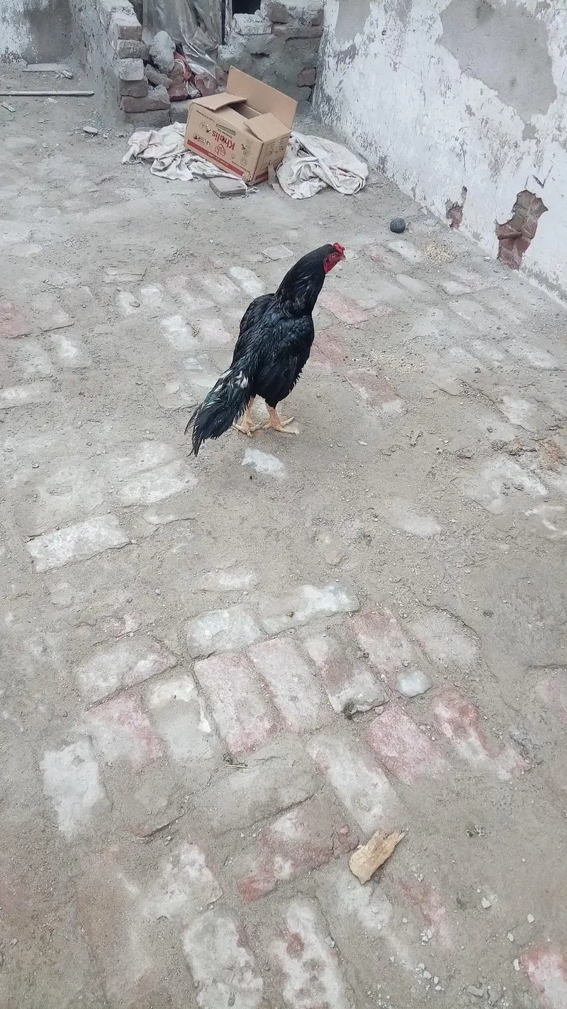 Aseel Setup for sale tamaam birds exceptional hn (03296520637) — photo 11