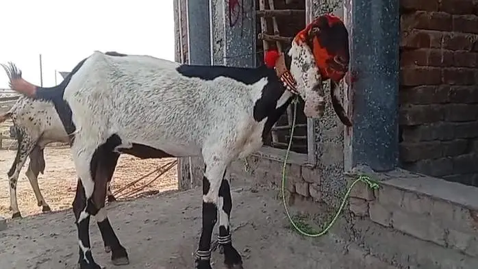8 dant bakri