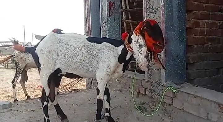 8 dant bakri — photo 2