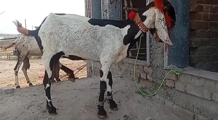 8 dant bakri — photo 3