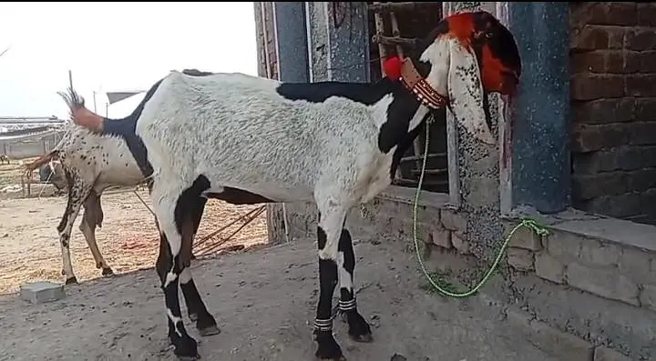 8 dant bakri — photo 4