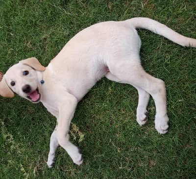 fawn Labrador
