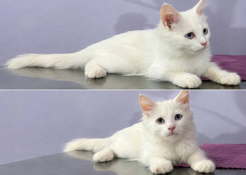 cute kittens 0
