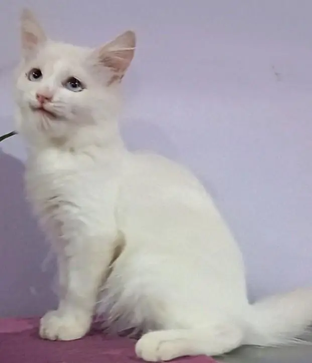 cute kittens — photo 3