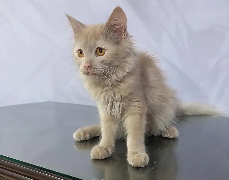 cute kittens — photo 4