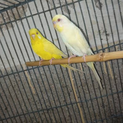 Australian red eye pair