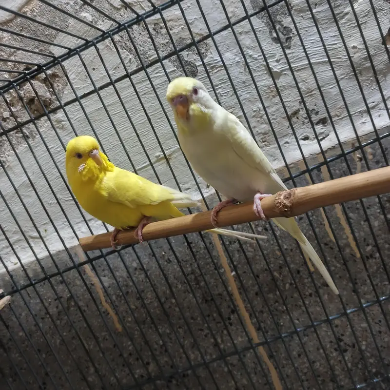 Australian red eye pair — photo 2