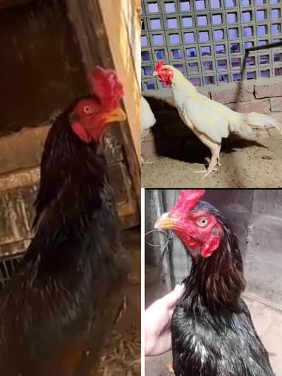 High quality Aseel Murg