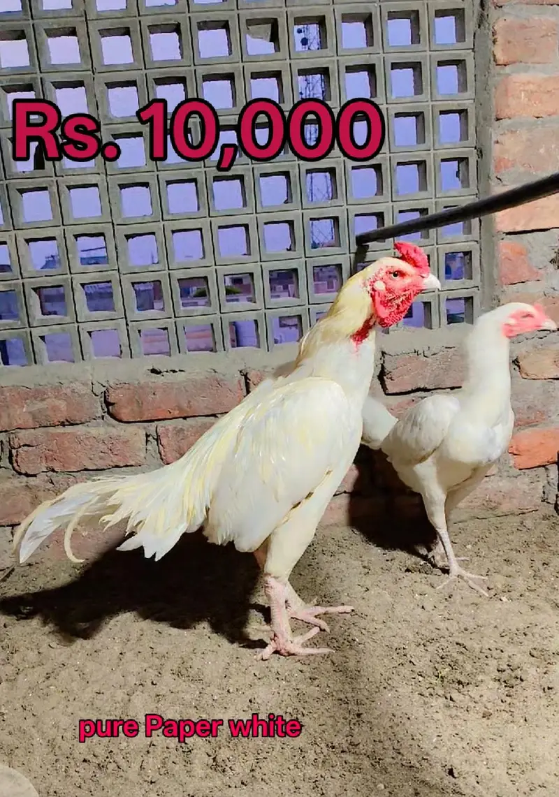 High quality Aseel Murg — photo 2