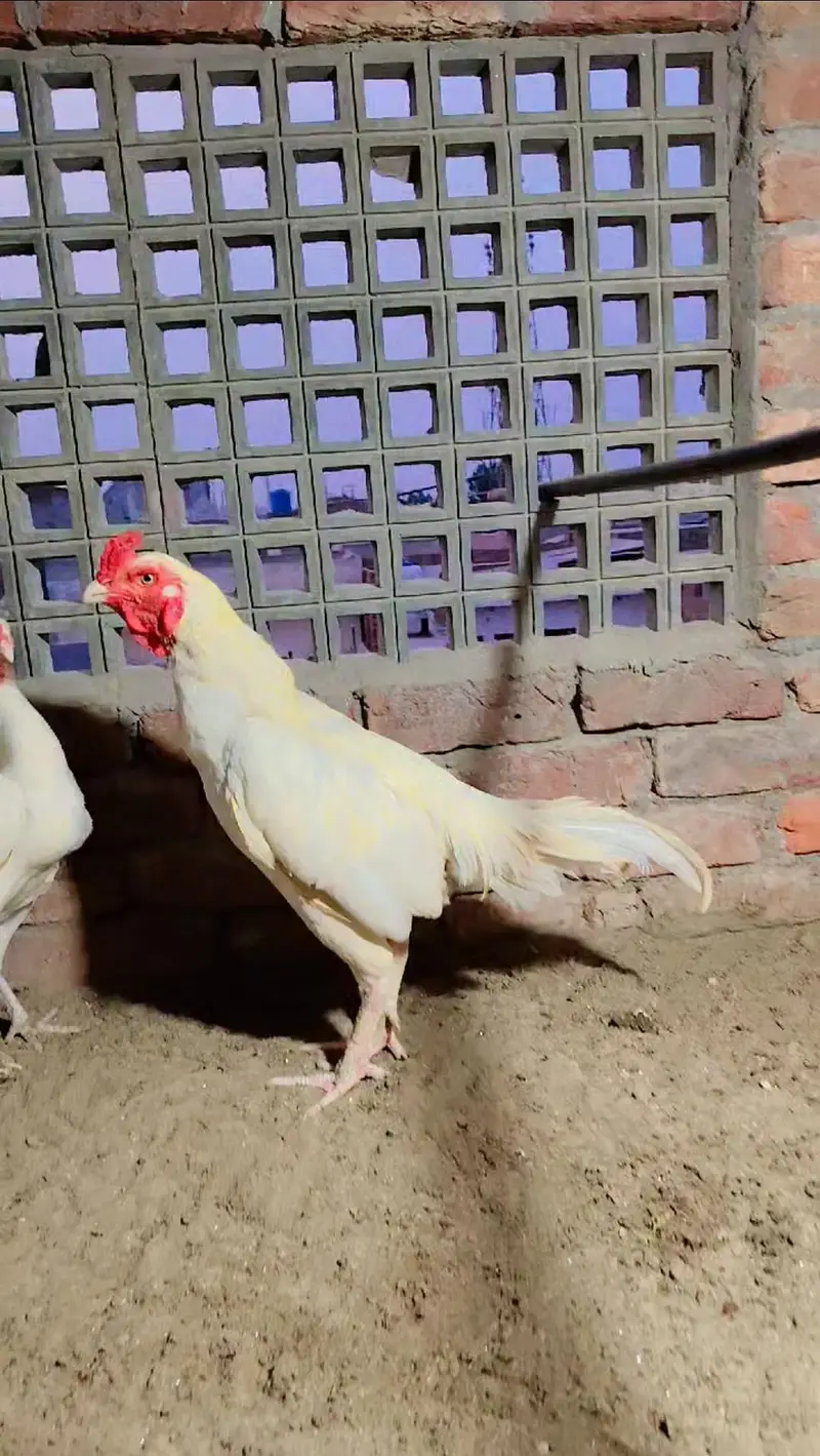 High quality Aseel Murg — photo 3