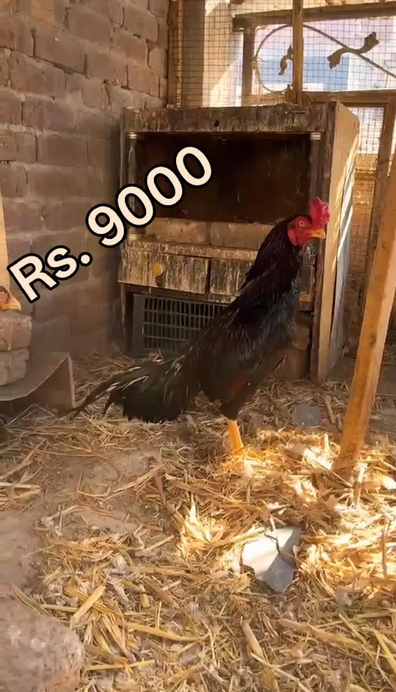 High quality Aseel Murg — photo 4