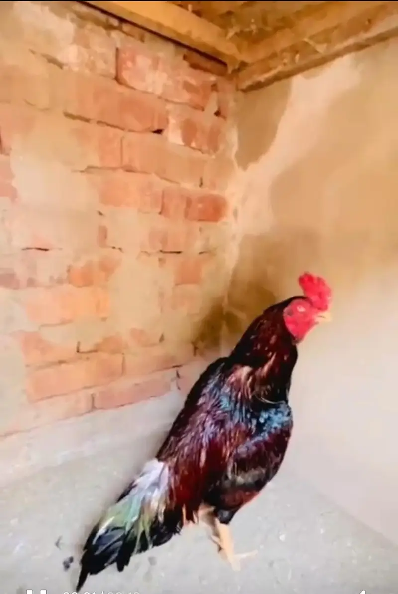 High quality Aseel Murg — photo 5