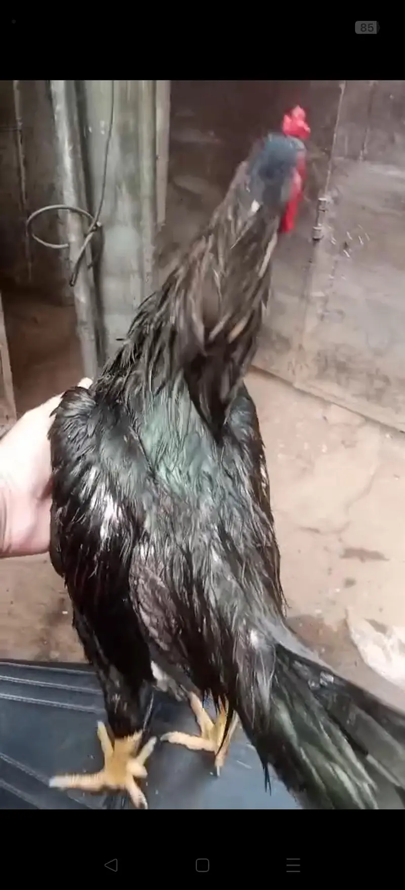 High quality Aseel Murg — photo 6