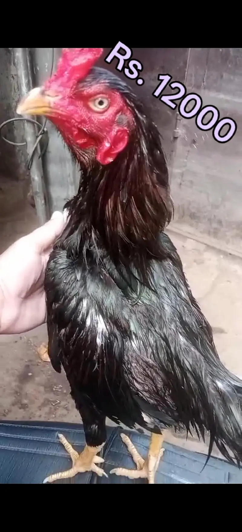 High quality Aseel Murg — photo 7