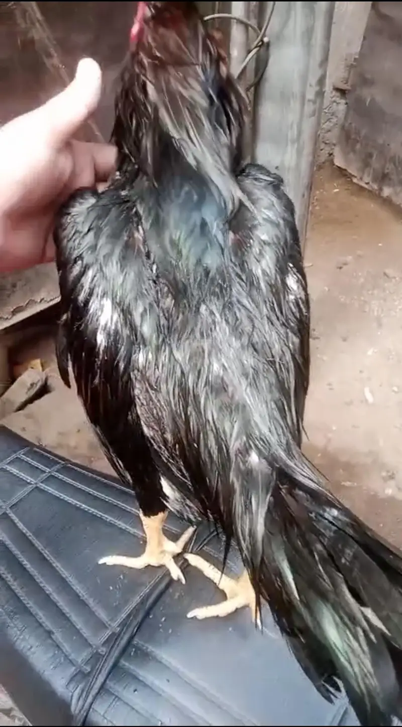 High quality Aseel Murg — photo 8