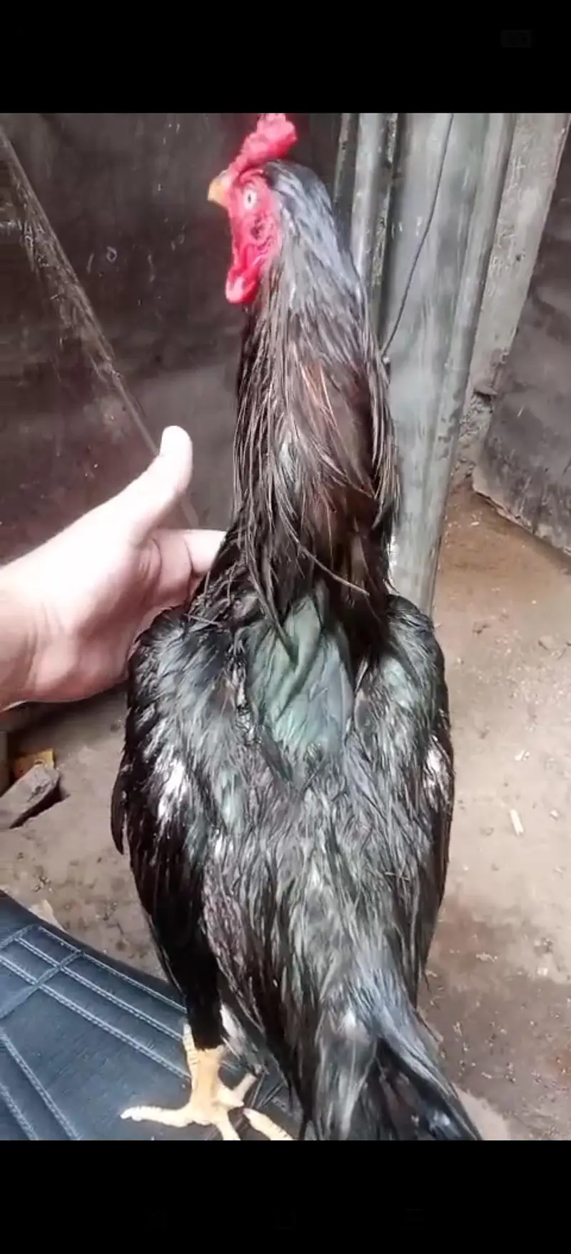 High quality Aseel Murg — photo 9
