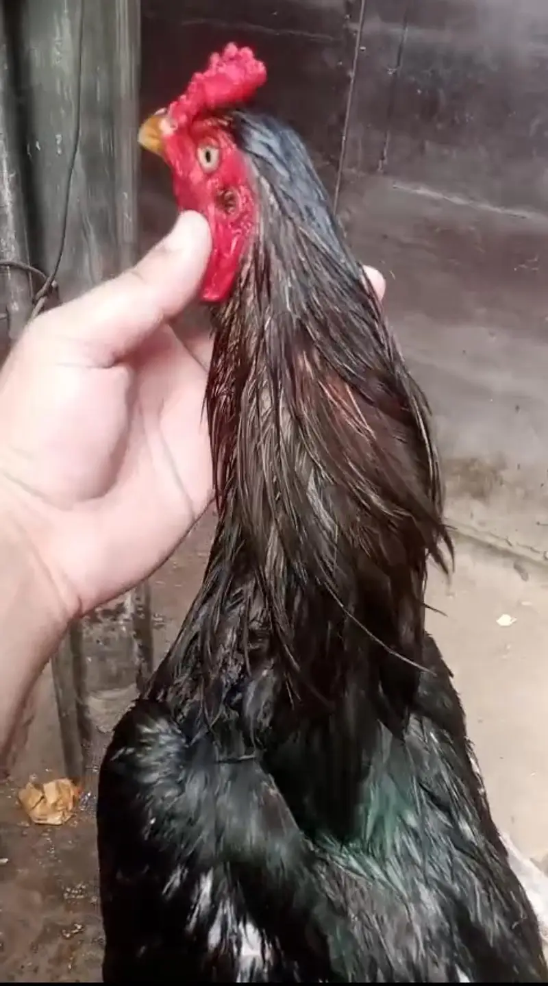 High quality Aseel Murg — photo 10