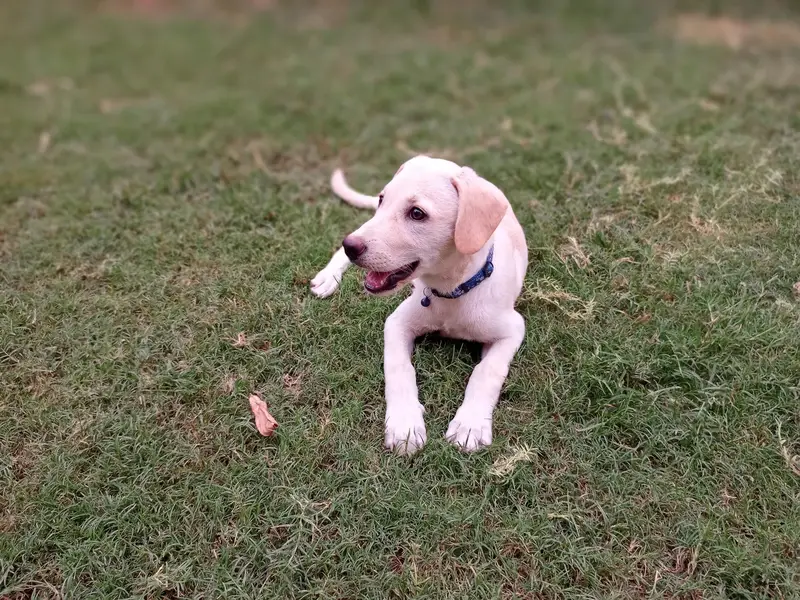 fawn Labrador — photo 2