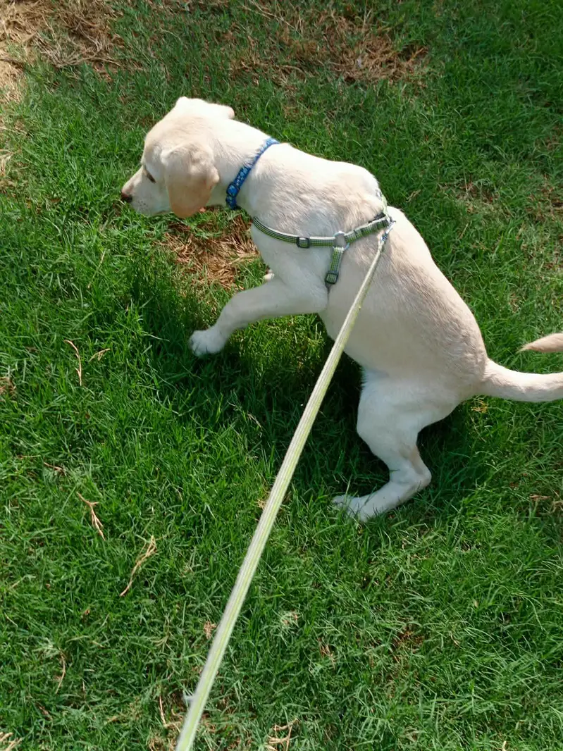 fawn Labrador — photo 3