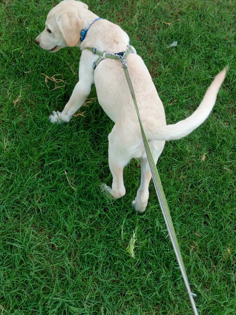 fawn Labrador 3