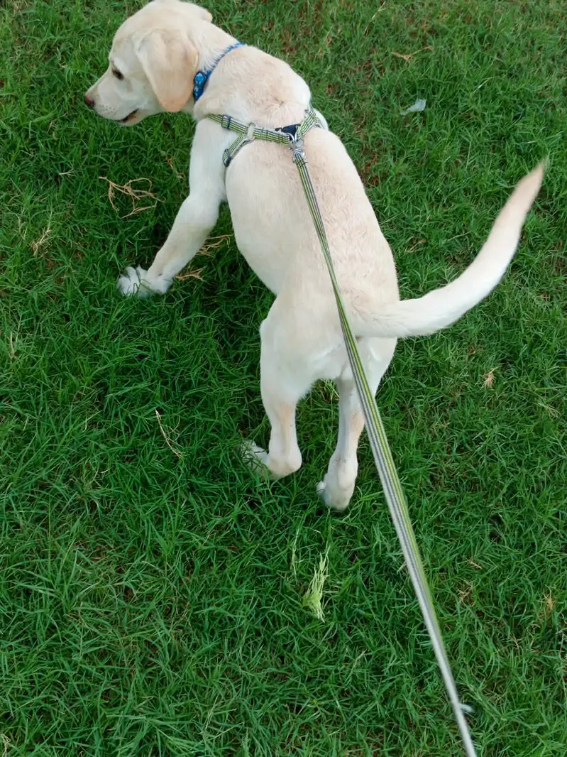 fawn Labrador — photo 4