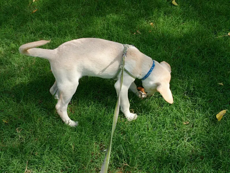 fawn Labrador — photo 5