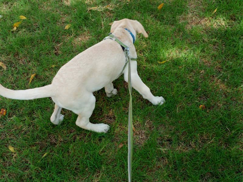 fawn Labrador 5