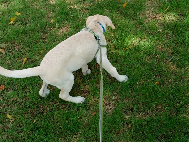 fawn Labrador — photo 6