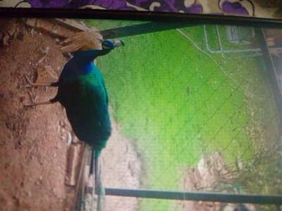 peacock pair