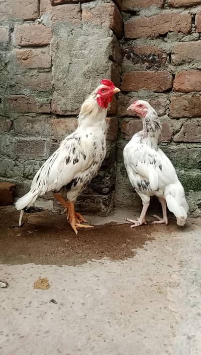 aseel white pair for sale