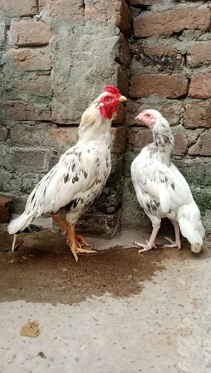 aseel white pair for sale — photo 2