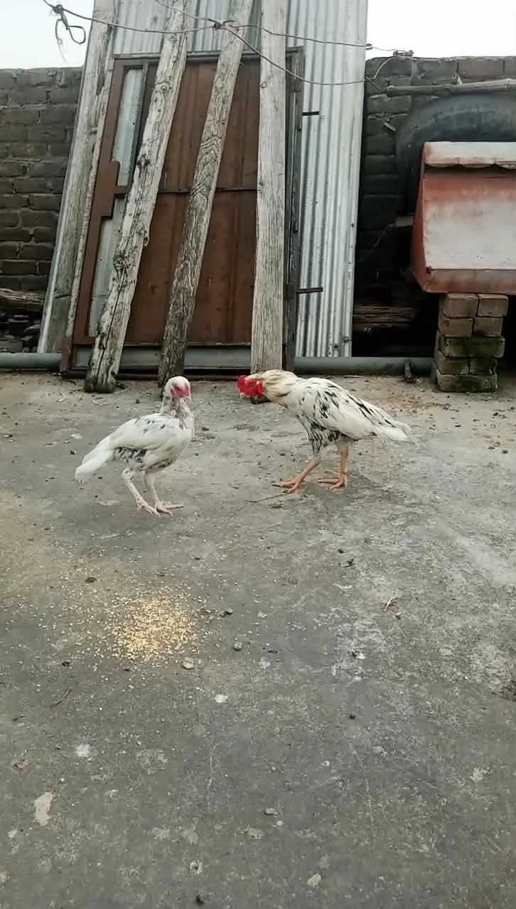 aseel white pair for sale — photo 3