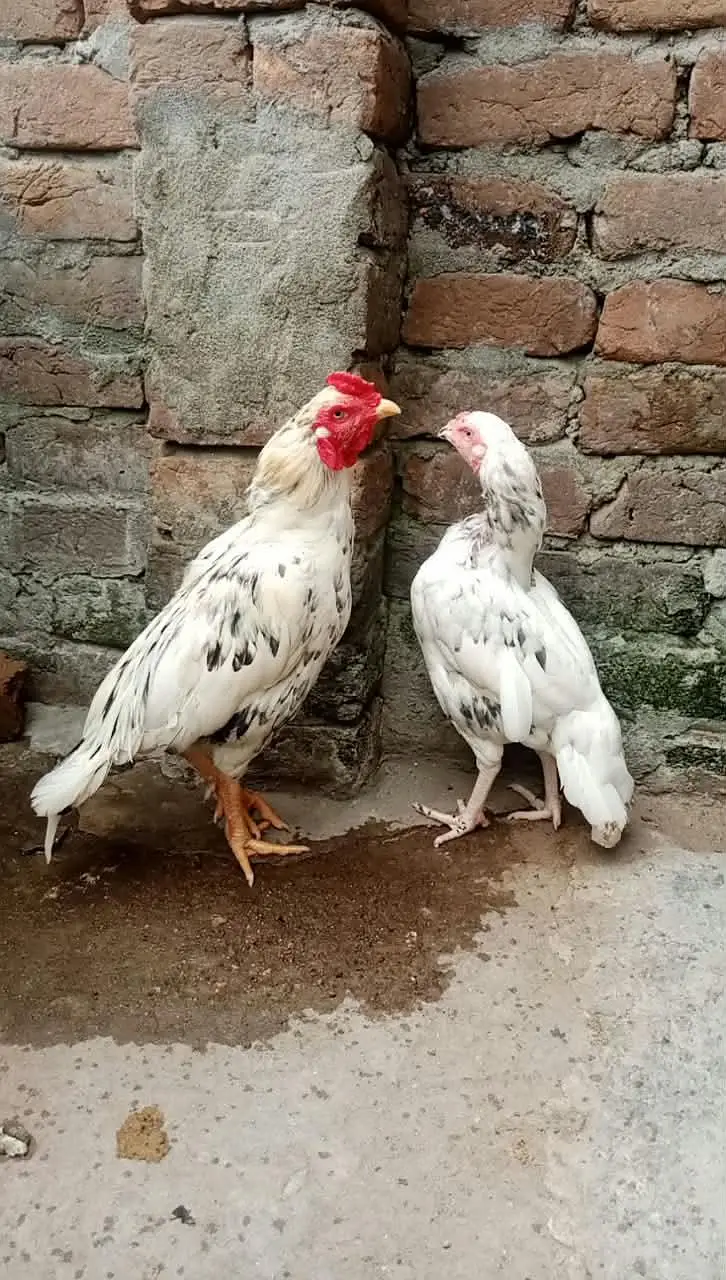 aseel white pair for sale — photo 4