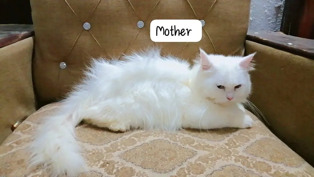 pure tripple coat persion cats — photo 5