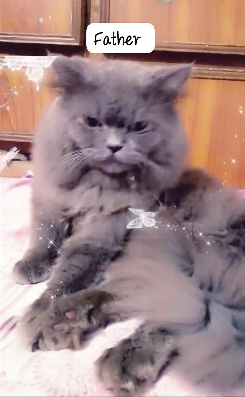pure tripple coat persion cats — photo 6