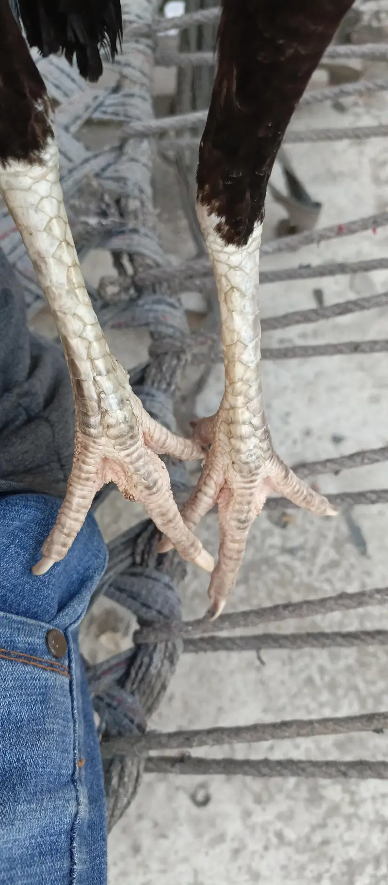 Aseel pair for sale — photo 3