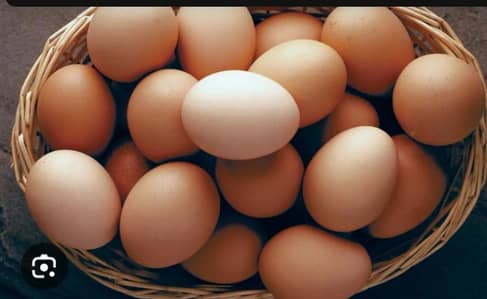 fertile eggs for hatching and eating