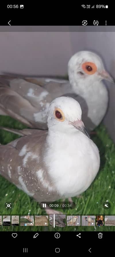 silver pide dove