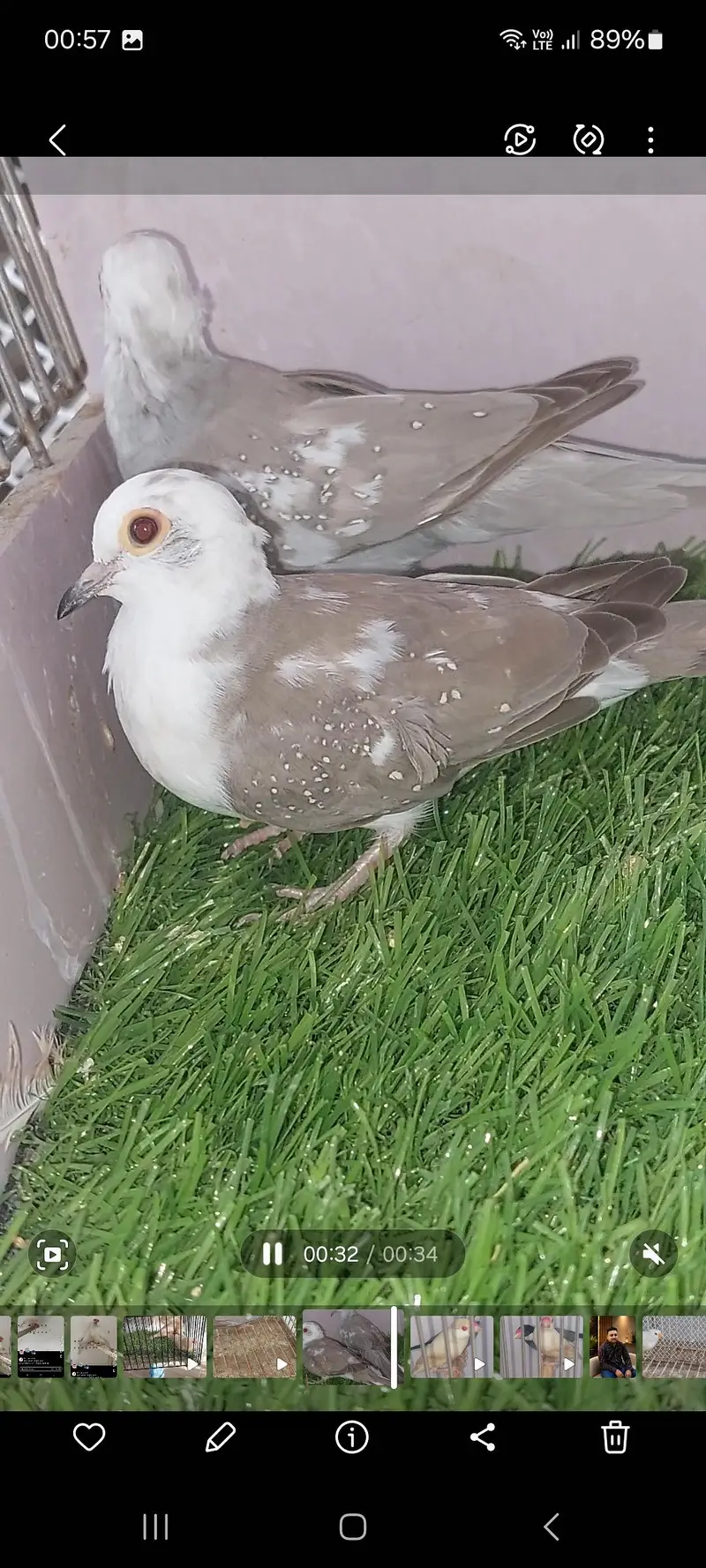 silver pide dove — photo 2