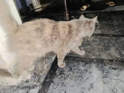 Persian Cat For Sale