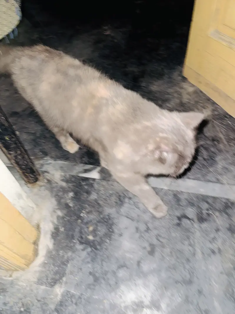 Persian Cat For Sale — photo 2