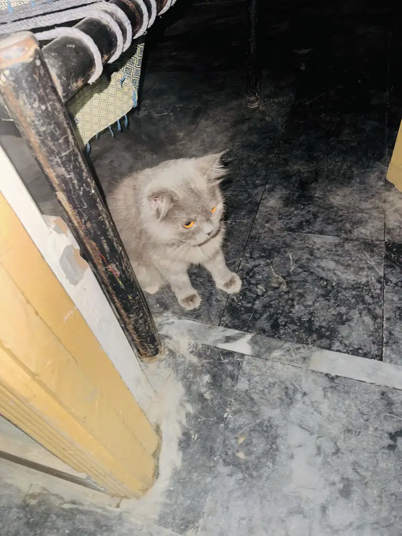 Persian Cat For Sale — photo 3